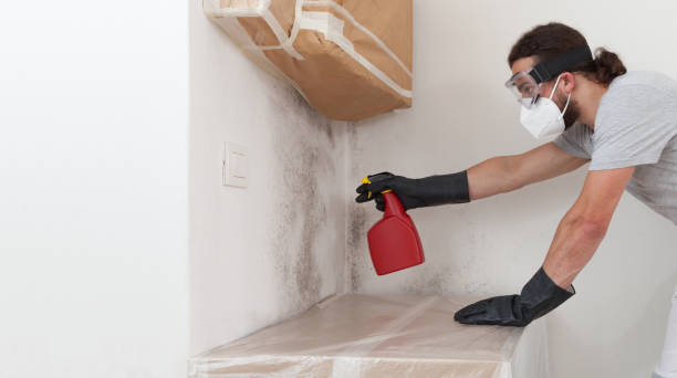 Basement Mold Remediation treatment on basement walls in Hightstown